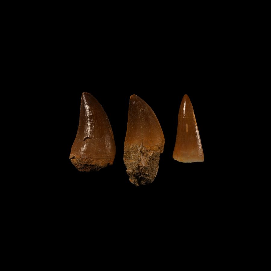 Natural History - Mosasaur Fossil Tooth Group