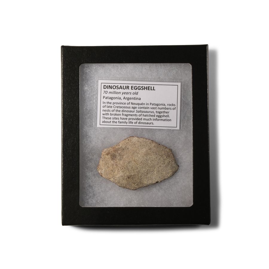 Natural History - Fossil Saltasaurus Dinosaur Eggshell Fragment