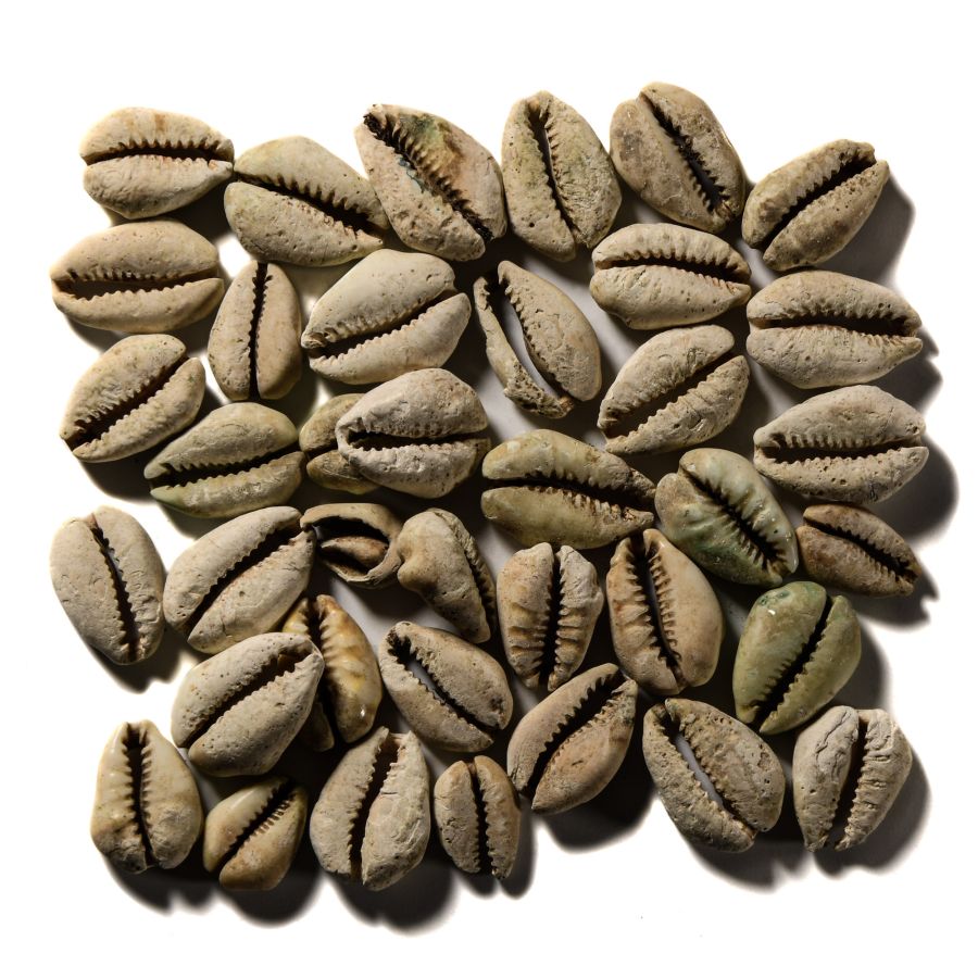 Viking Age Cowrie Shell Pendant Collection