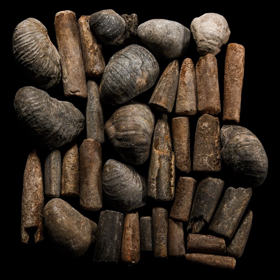 Natural History - Mixed Fossil Collection