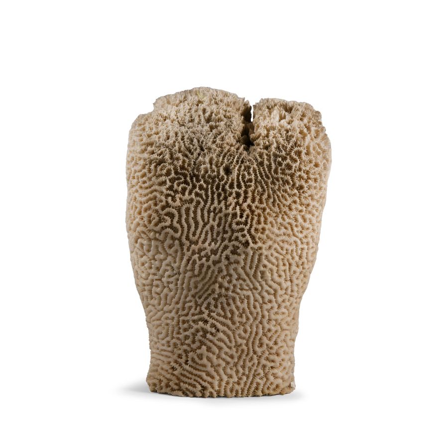 Natural History - Vintage Brain Coral Display Specimen