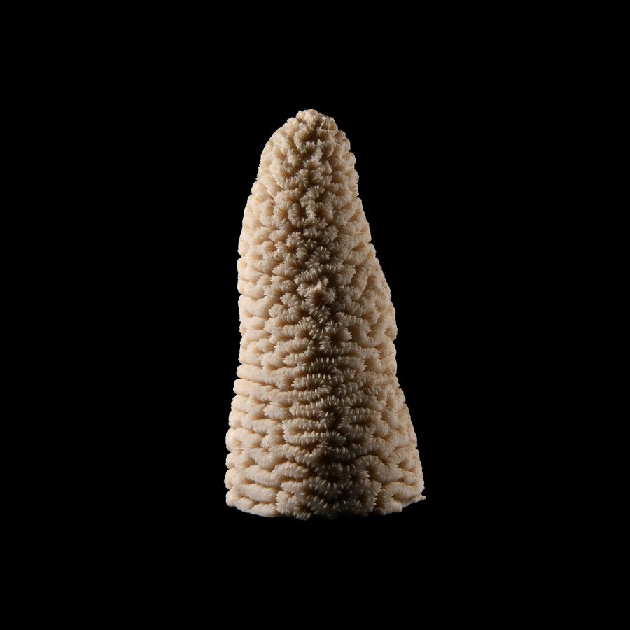 Natural History - Vintage Brain Coral Display Specimen