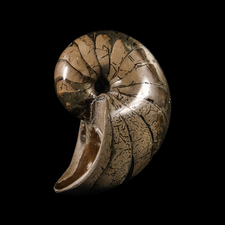 Natural History - British Pyritised Fossil Nautiloid