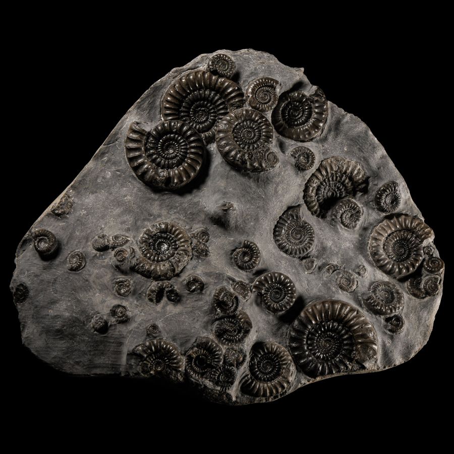 Natural History - British Arnioceras Fossil Ammonite Multiblock