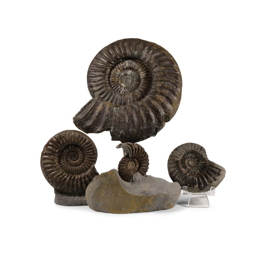 Natural History - British Coroniceras Fossil Ammonite Collection