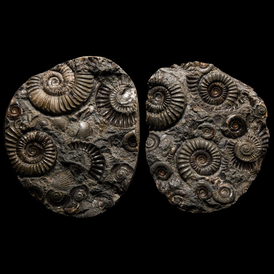 Natural History - British Arnioceras Fossil Ammonite 'Hidden Gem' Pair