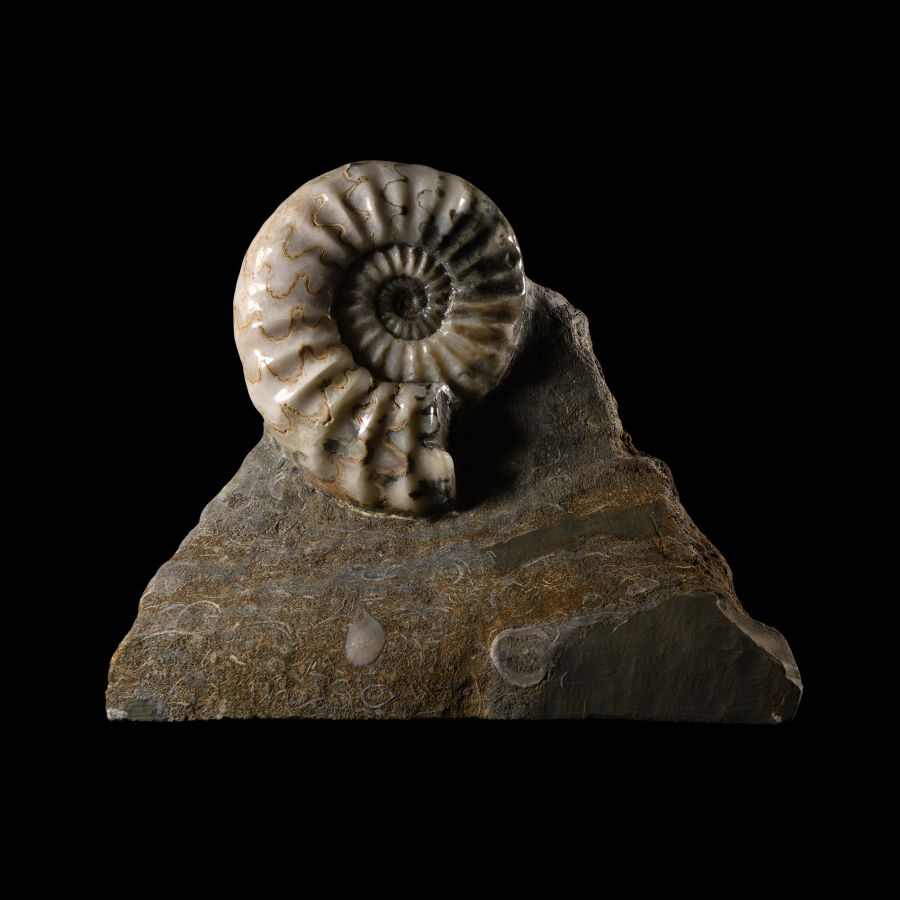 Natural History - British Asteroceras Fossil Ammonite