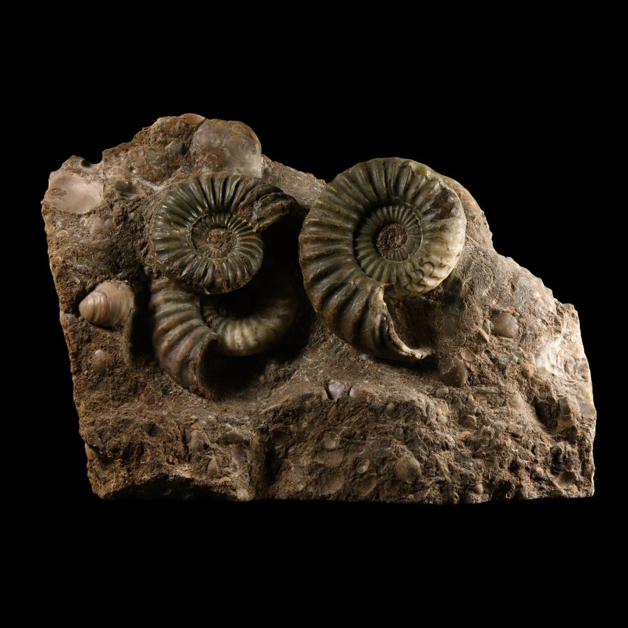 Natural History - British Asteroceras Fossil Ammonite Multi Display