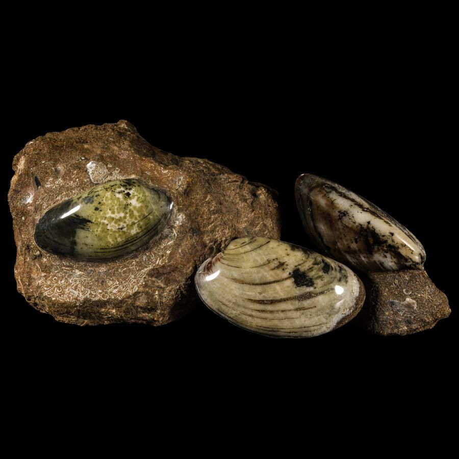 Natural History - British Cardinia Fossil Bivalve Display Collection