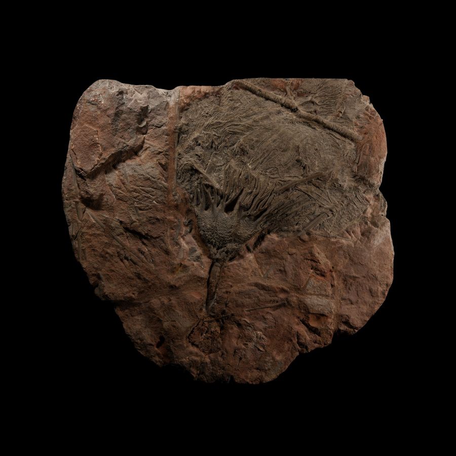 Natural History - Large Crinoid Fossil Display Plate