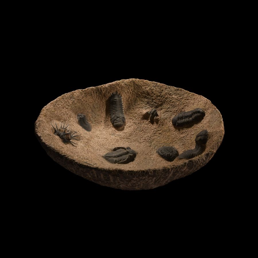 Natural History - Very Large Stone Bowl with a Collection of Fossil Trilobites