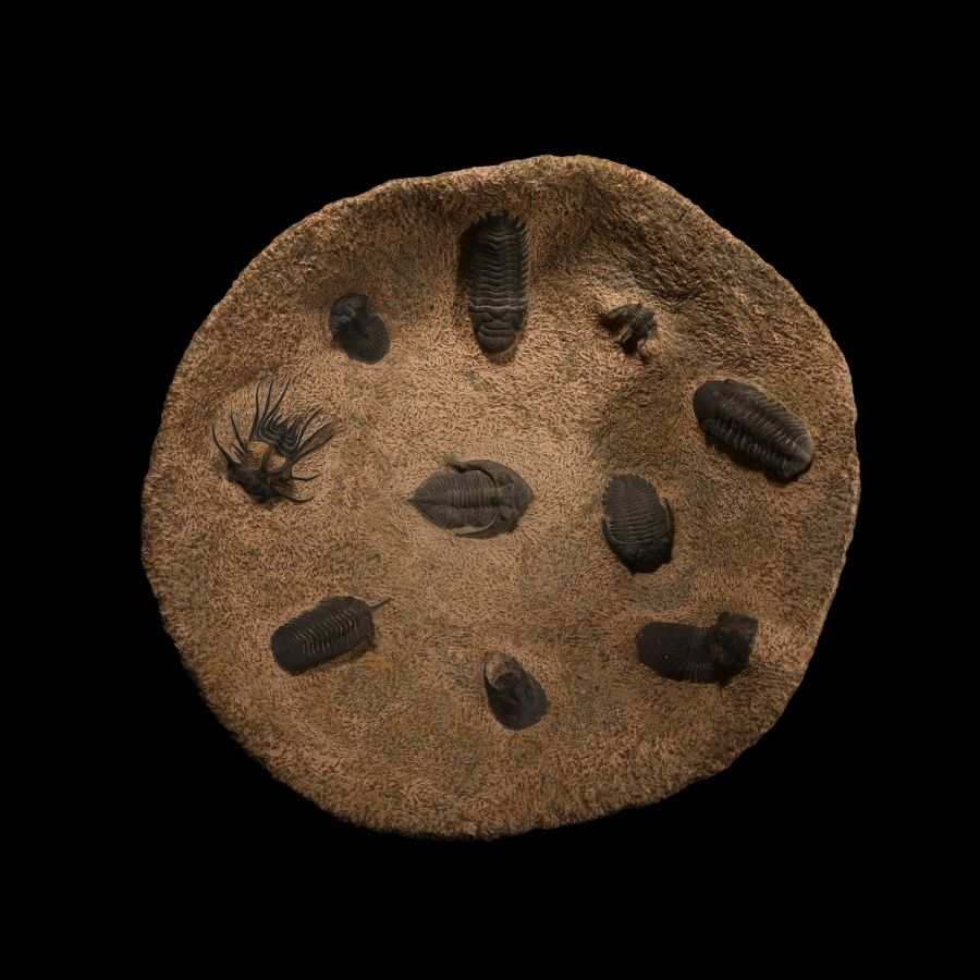 Natural History - Very Large Stone Bowl with a Collection of Fossil Trilobites