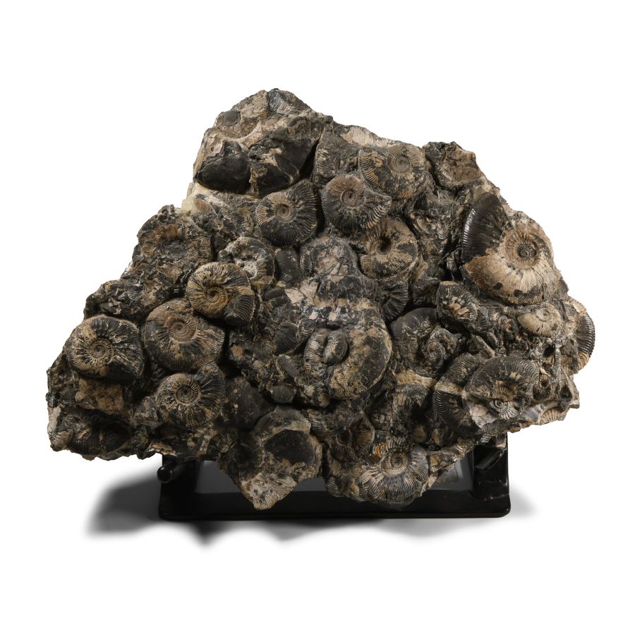 Natural History - Large British Kosmoceras Fossil Ammonites Display Panel