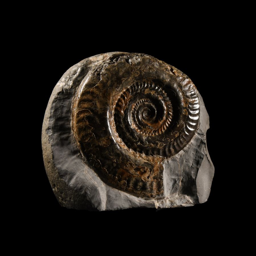 Natural History - Large British Hildoceras Fossil Ammonite Display