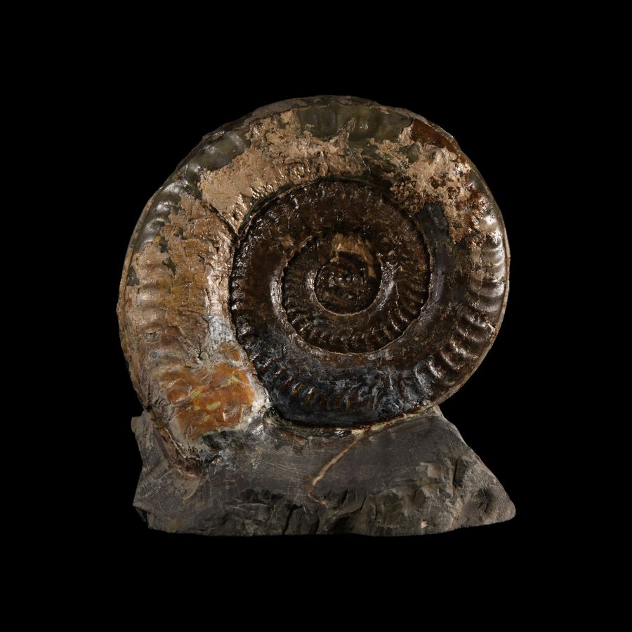 Natural History - Large British Hildoceras Fossil Ammonite Display