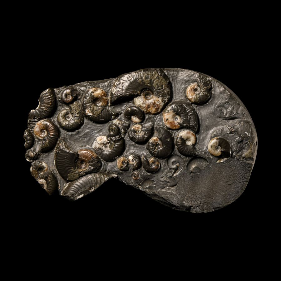 Natural History - British Eleganticeras Fossil Ammonite Multi Display