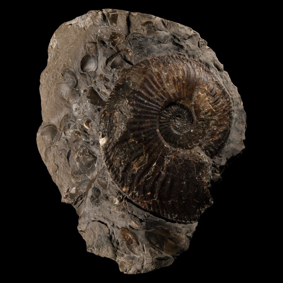 Natural History - Large British Amaltheus Fossil Ammonite Display