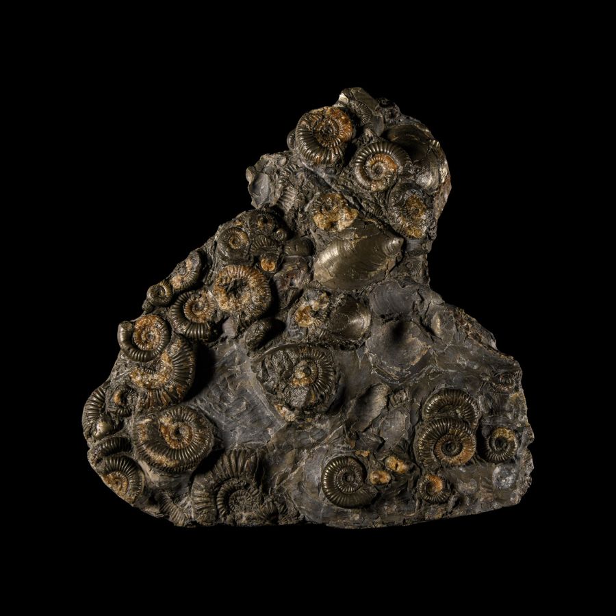 Natural History - British Bifacial Fossil Ammonite Display Plate