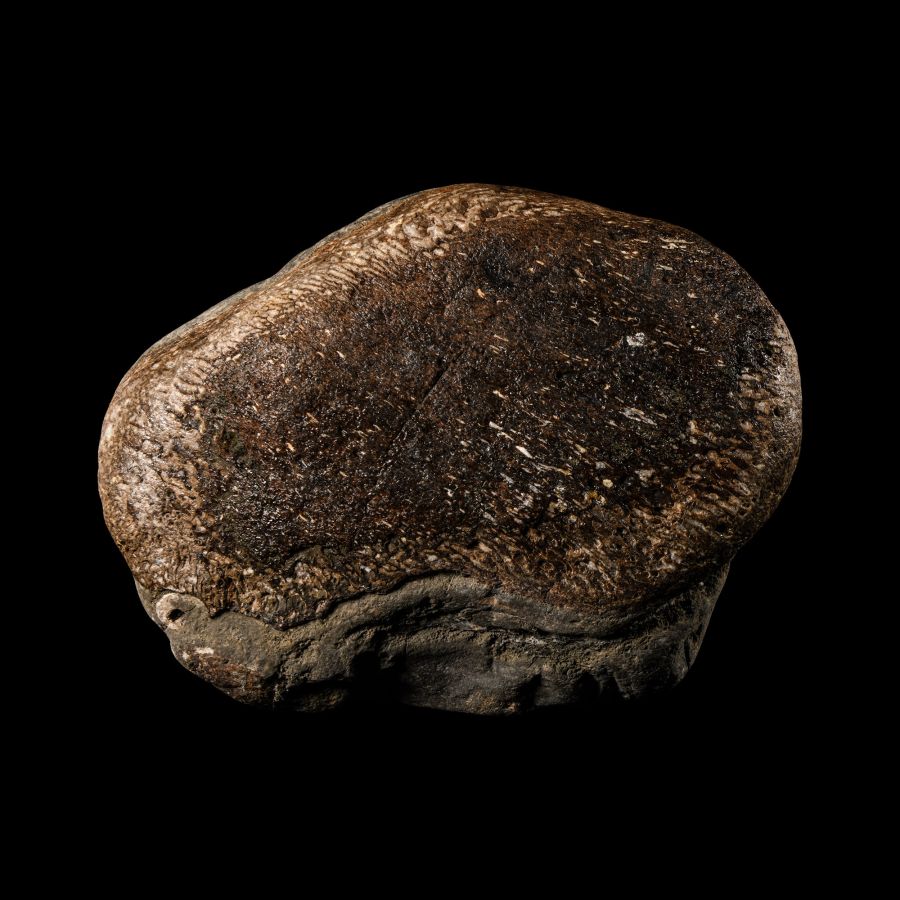 Natural History - British Fossil Plesiosaur 'Marine Dinosaur' Ribs and Scapular Bifacial Display Specimen