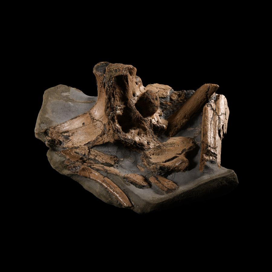 Natural History - British Fossil Extinct Crocodile Bones