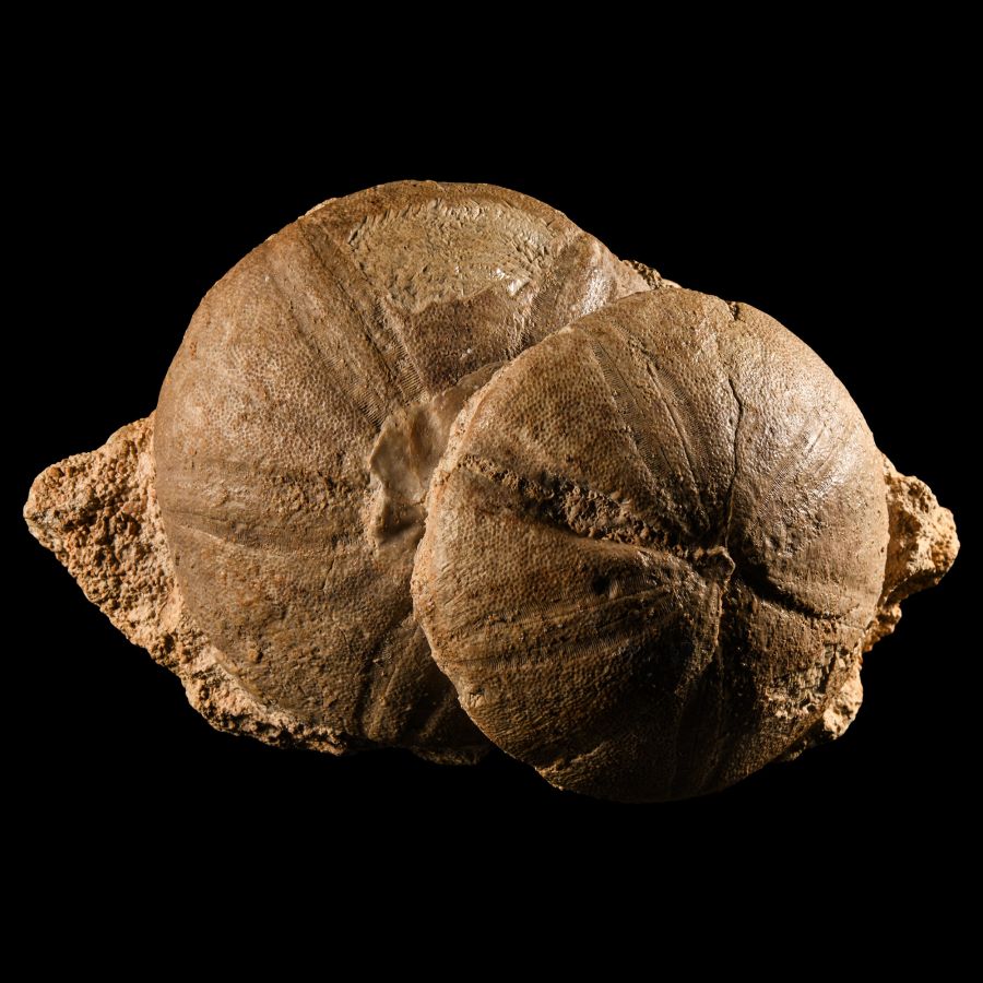 Natural History - Large Fossil Echinoid Display Pair