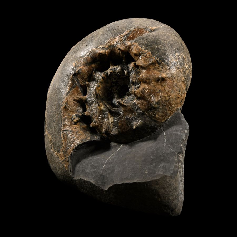 Natural History - British Fossil Aspidoceras Ammonite Display with Incredible Spines