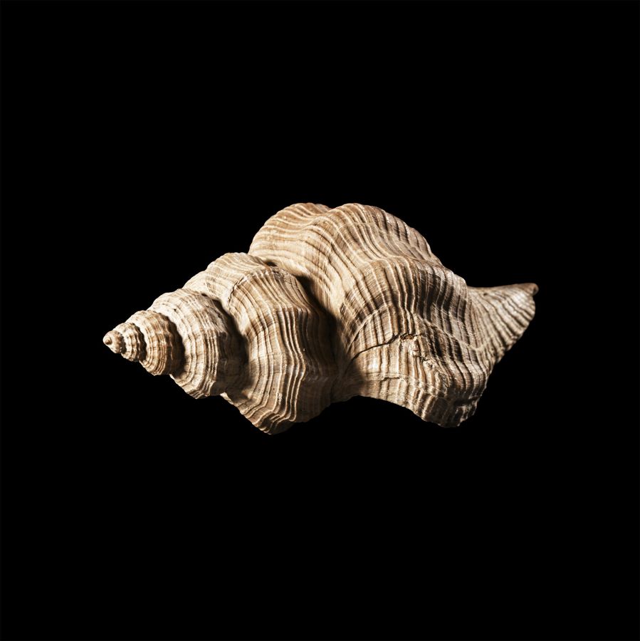 Natural History - Fossil Euthriofusus Gastropod