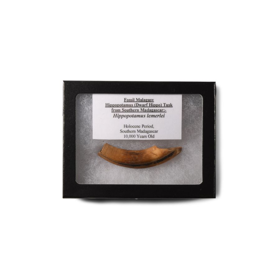 Natural History - Extinct Malagasy Dwarf Hippopotamus Tusk