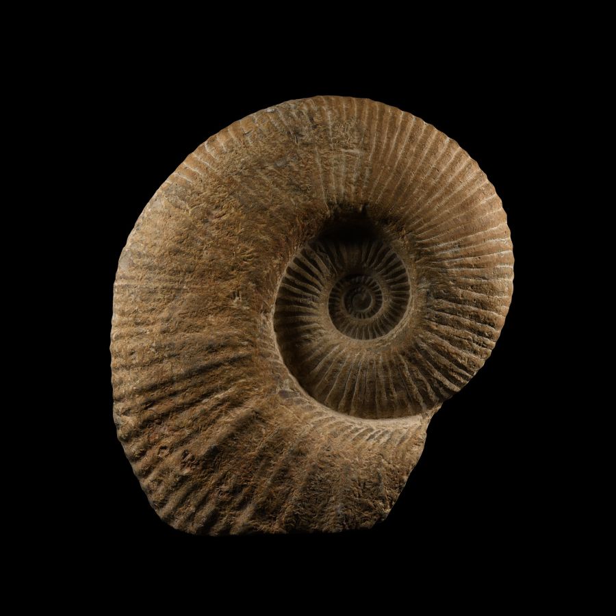 Natural History - Large Fossil Agadir Ammonite