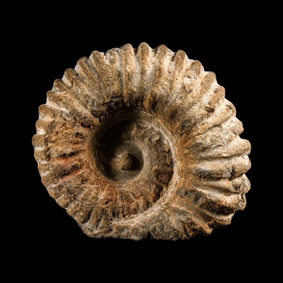 Natural History - Fossil Agadir Ammonite