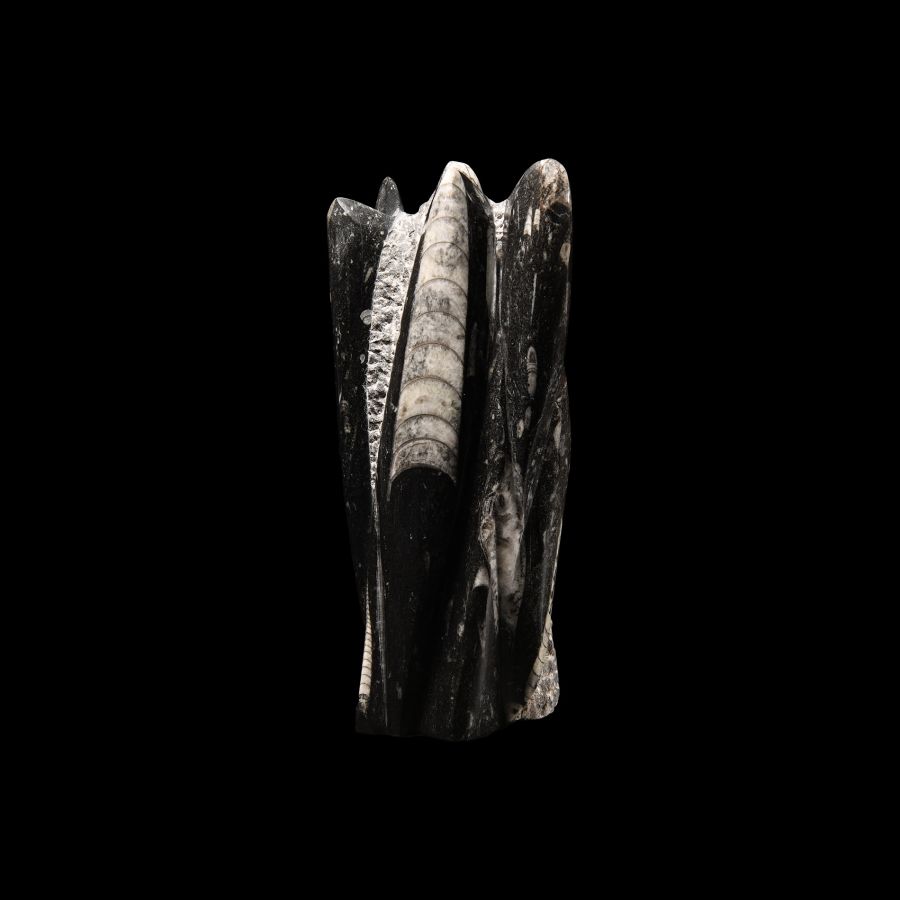 Natural History - Polished Orthoceras Fossil Display