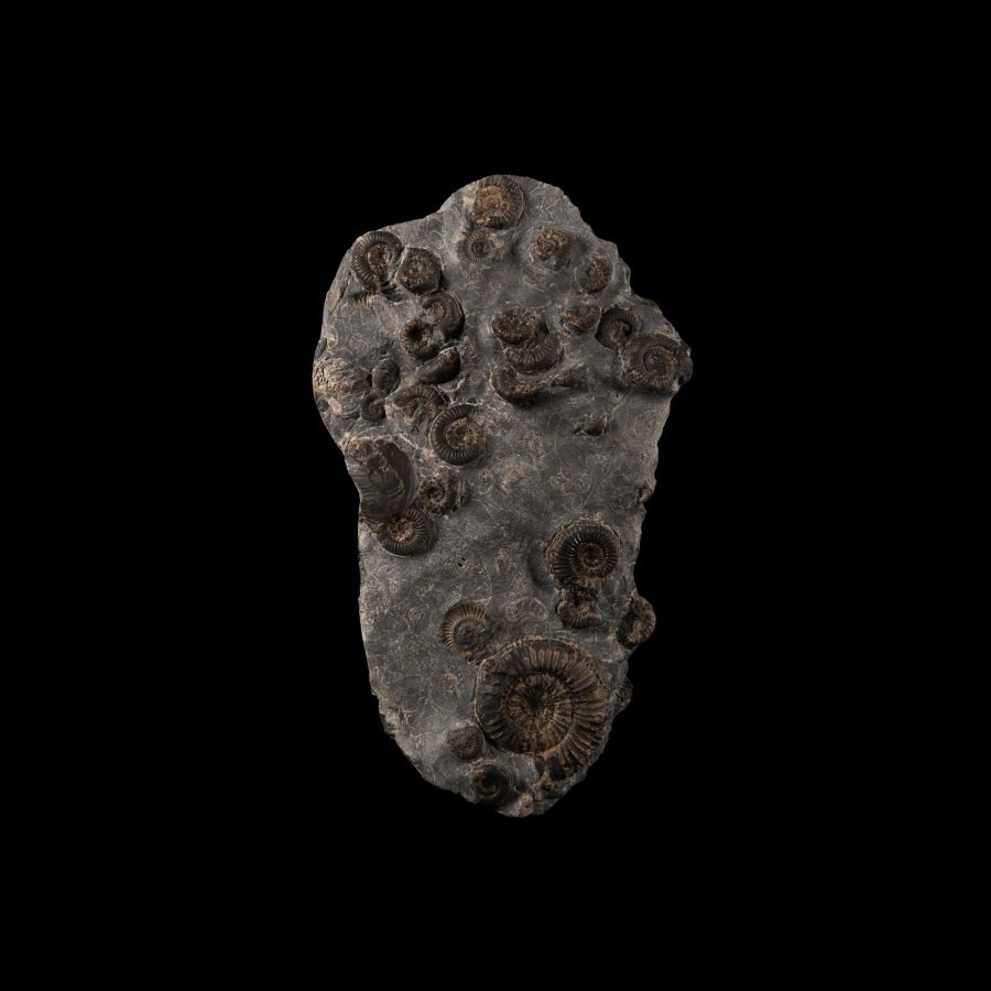 Natural History - Whitby Dac Fossil Ammonite Cluster