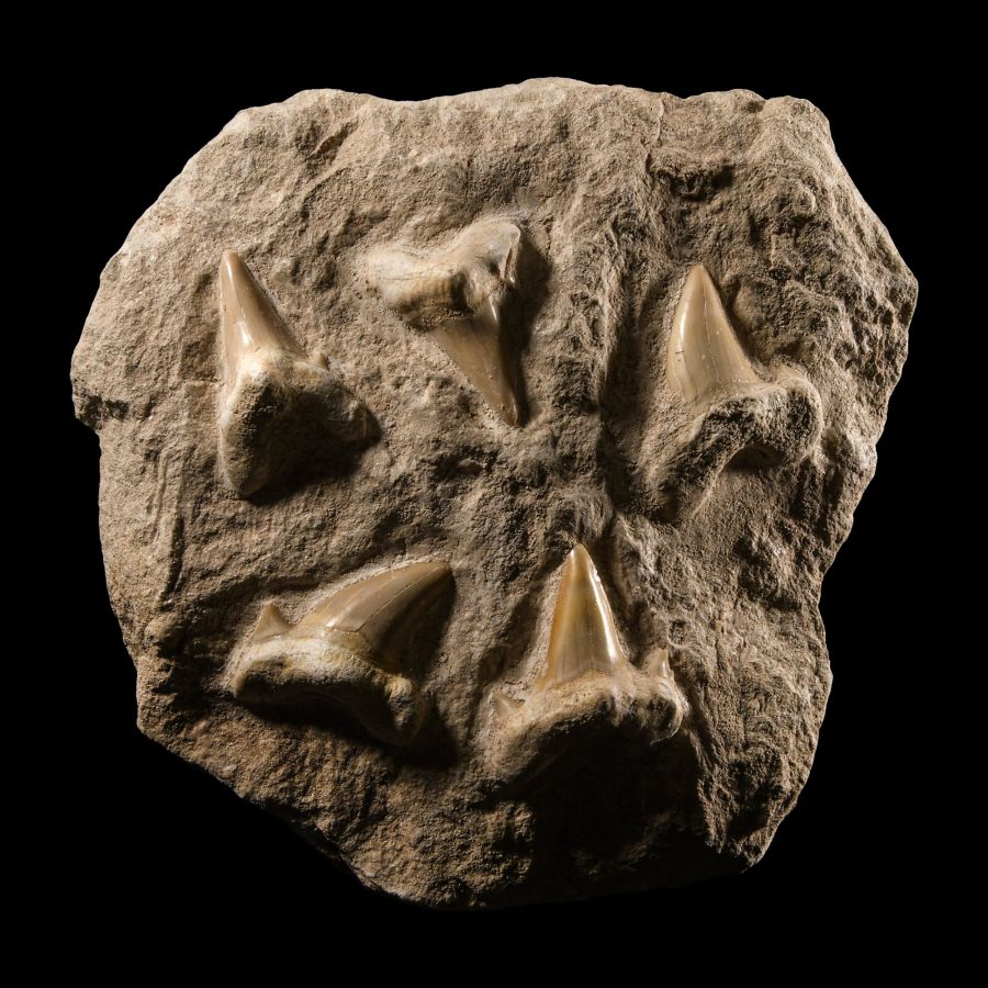Natural History - Extinct Otodus Shark Teeth Display