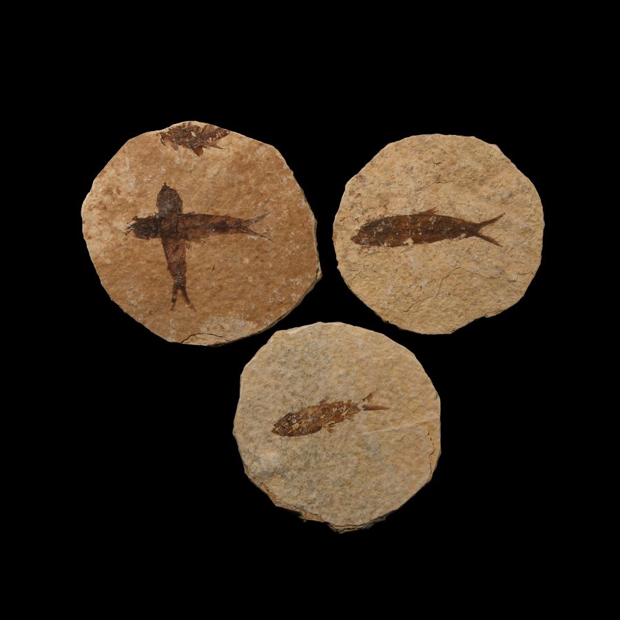 Natural History - Knightia Fossil Fish Group
