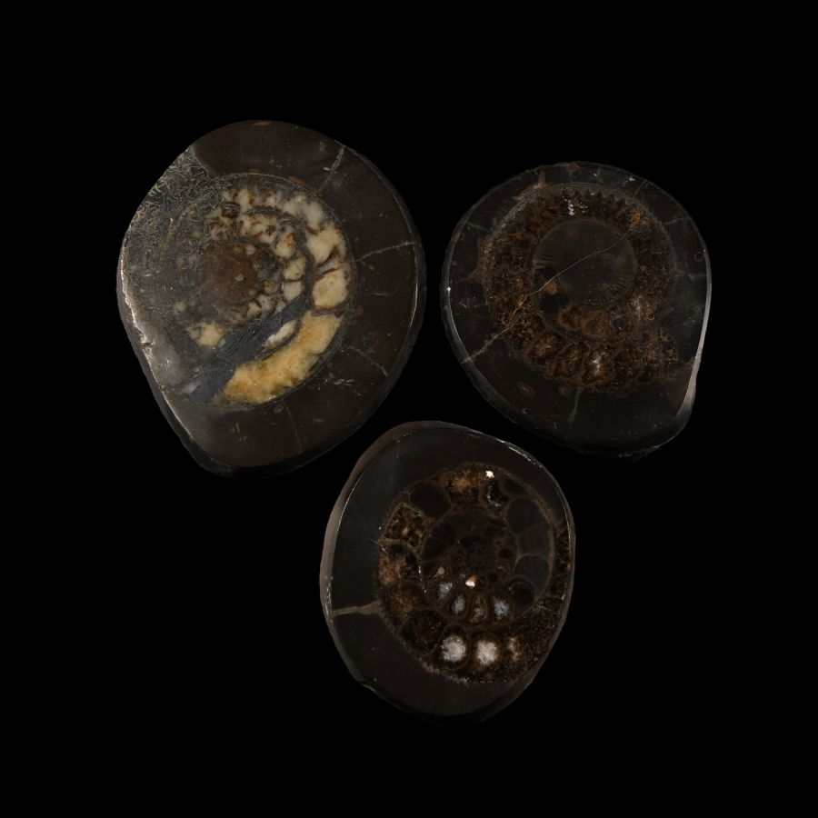 Natural History - Polished Whitby Dac Fossil Ammonite Group