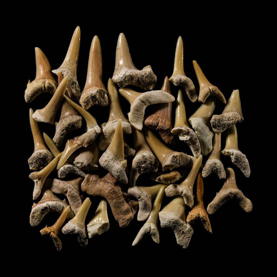 Natural History - Extinct Fossil Shark's Tooth Group