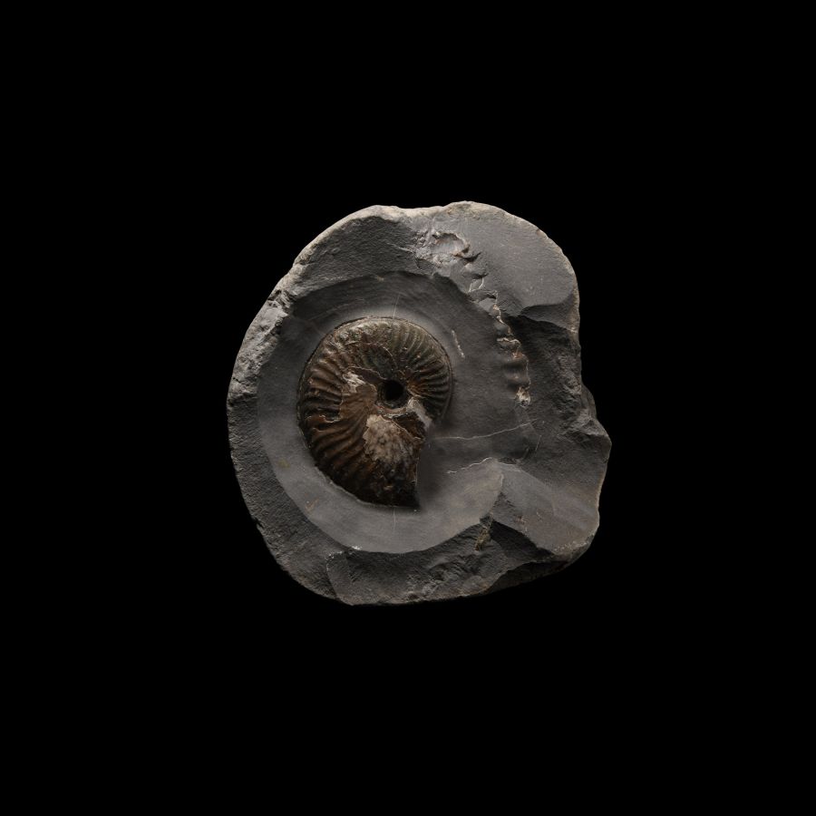 Natural History - Whitby Dac Fossil Ammonite