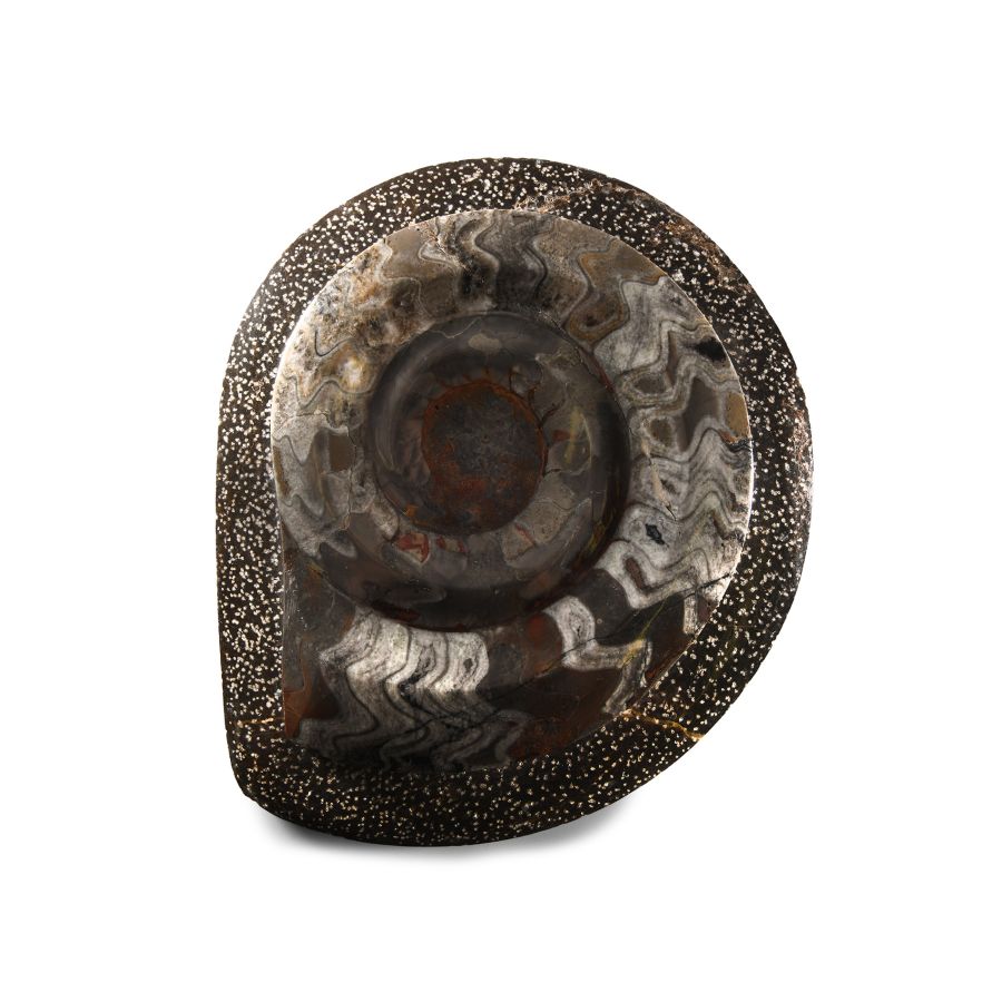 Natural History - Polished Goniatite Plate