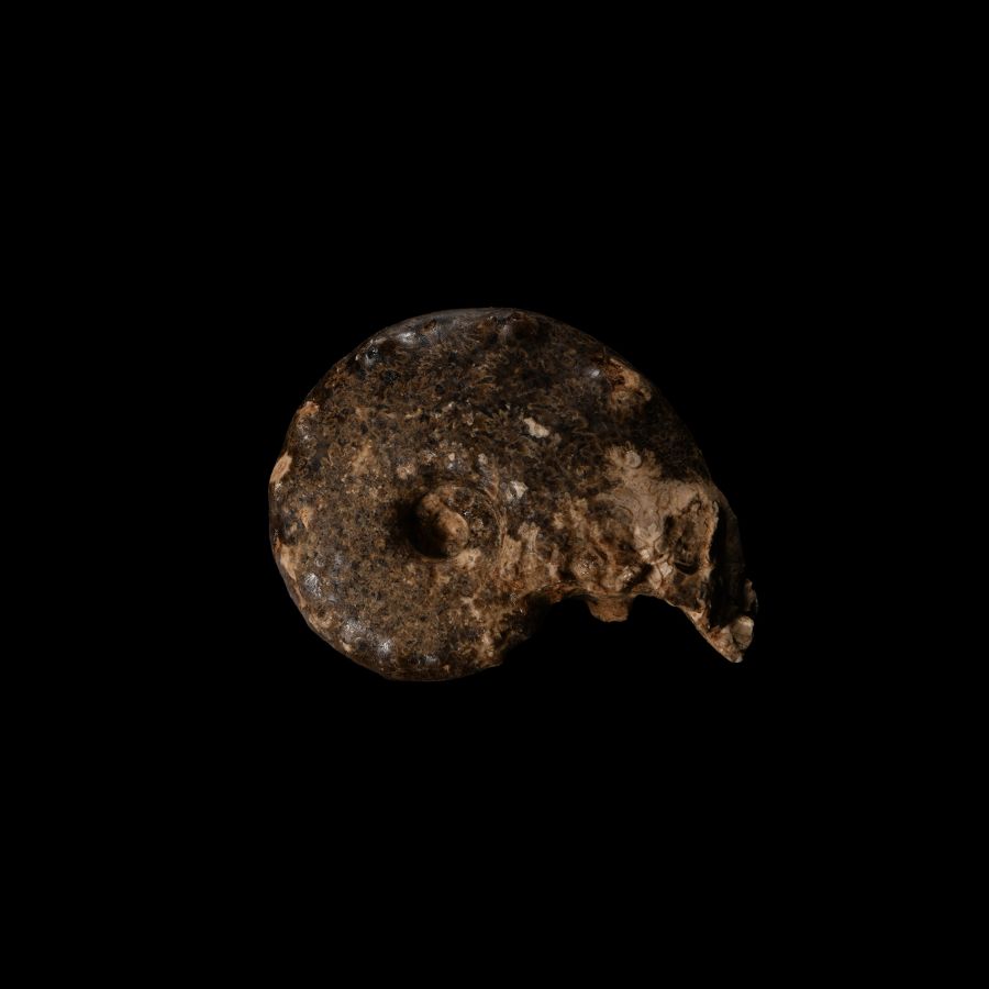 Natural History - Mamite Fossil