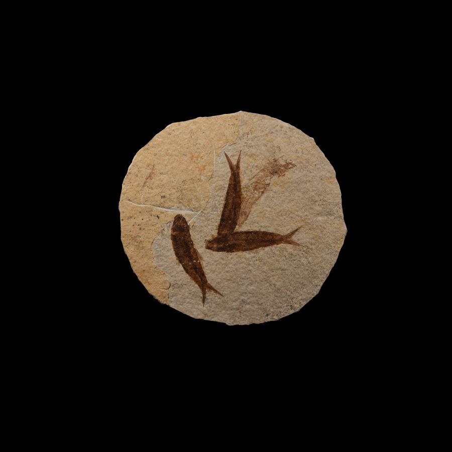 Natural History - Knightia Fossil Fish Mortality Plate