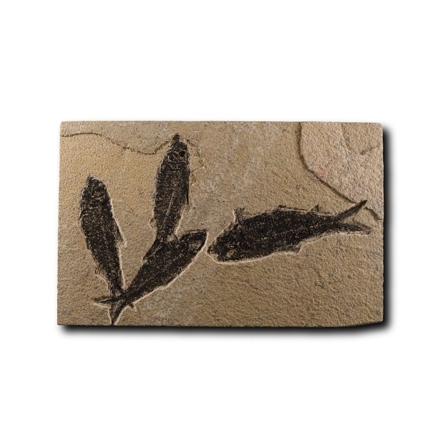 Natural History - Knightia Fossil Fish Plate