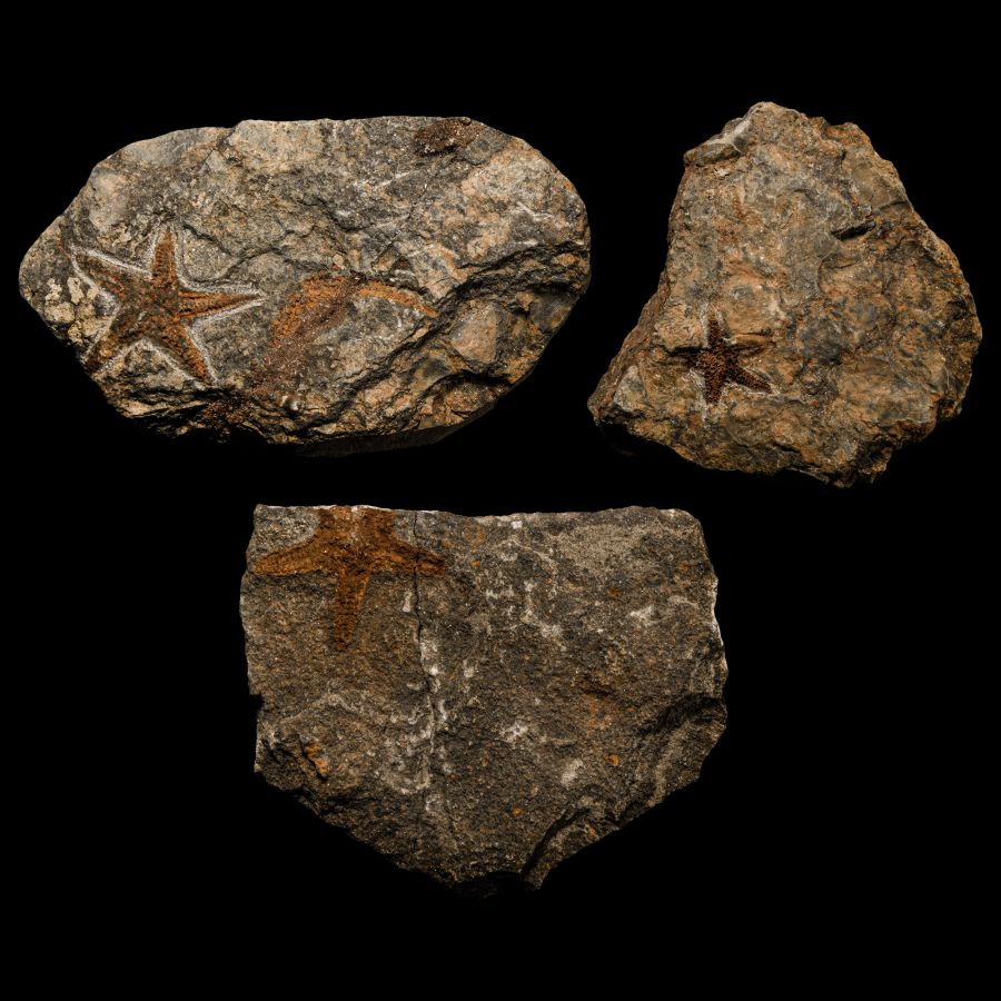 Natural History - Fossil Star Fish Group