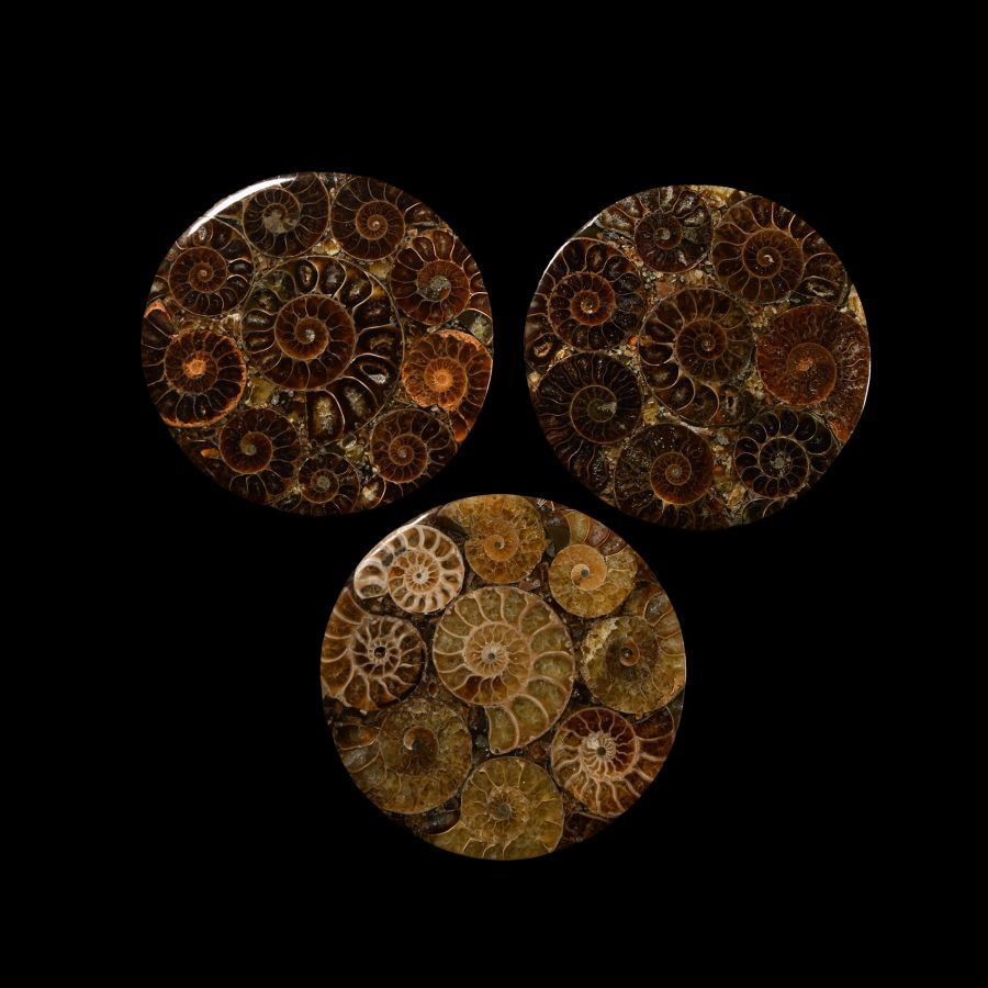 Natural History - Polished Ammonite Coaster Group