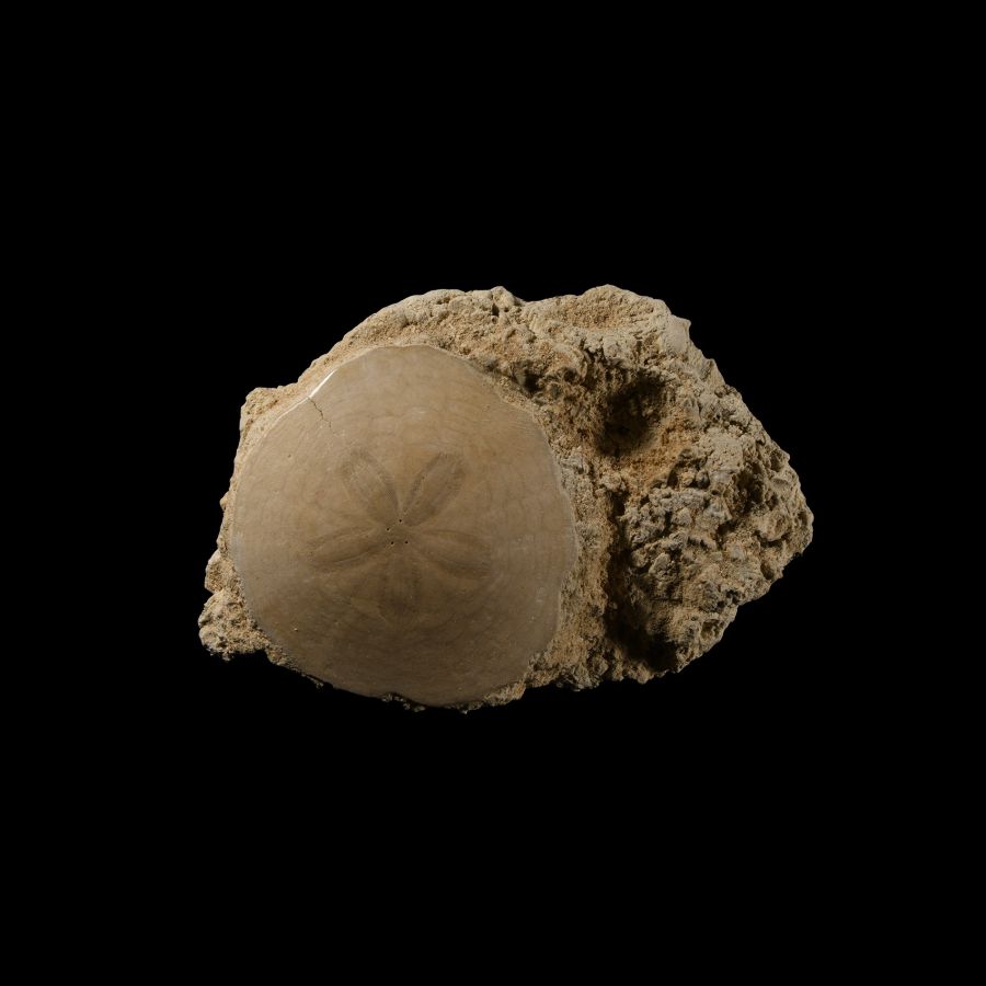 Natural History - Fossil Sand Dollar on Rock