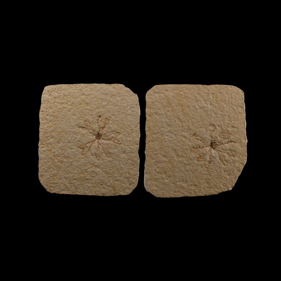 Natural History - Starfish Fossil Group