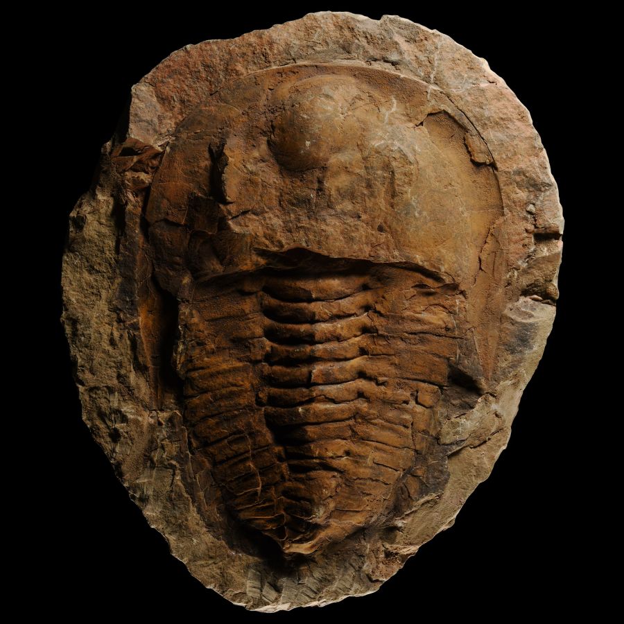 Natural History - Large Fossil Cambropallas Trilobite