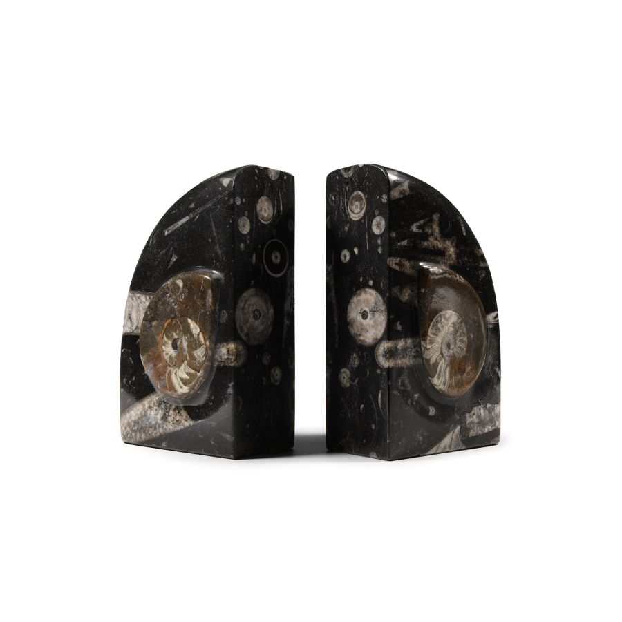 Natural History - Polished Fossil Goniatite Book Ends