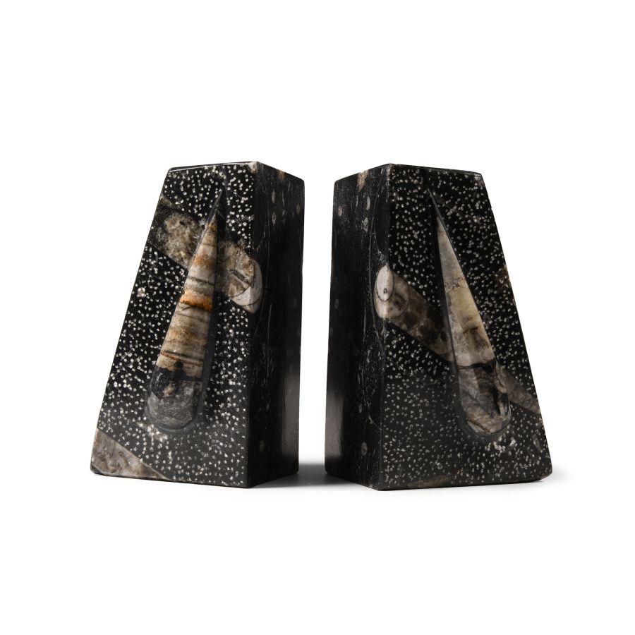 Natural History - Polished Fossil Orthoceras Book Ends