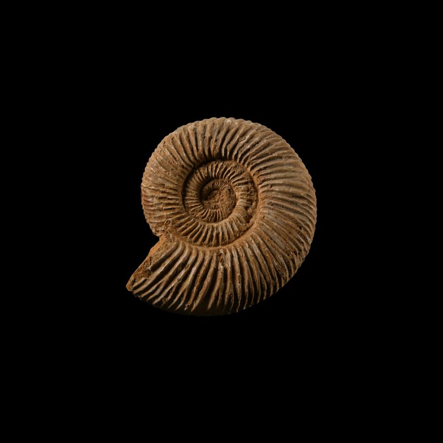 Natural History - Fossil Perisphinctes Ammonite
