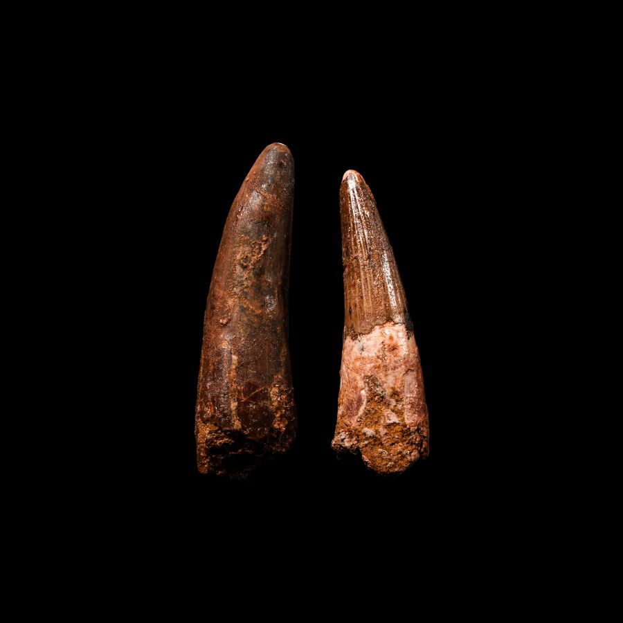 Natural History - Fossil Spinosaurus Teeth